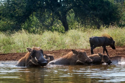 Common warthog in Kruger National park, South Africa ; Specie Phacochoerus africanus family of Suidae