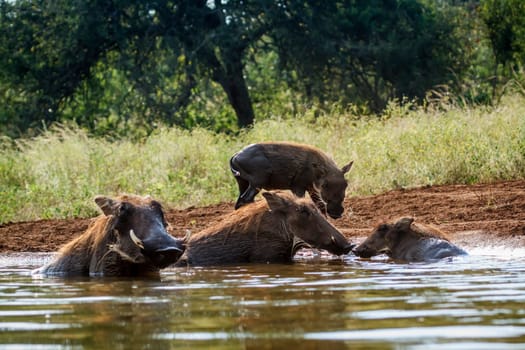 Common warthog in Kruger National park, South Africa ; Specie Phacochoerus africanus family of Suidae