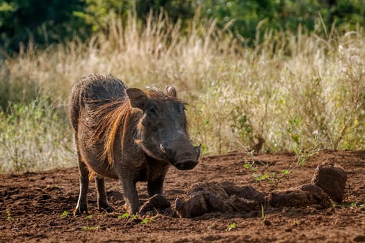 Common warthog grooming in elephant dung in Kruger National park, South Africa ; Specie Phacochoerus africanus family of Suidae