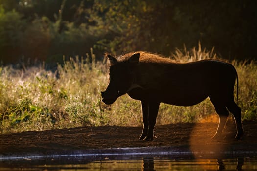 Common warthog backlit at sunset in Kruger National park, South Africa ; Specie Phacochoerus africanus family of Suidae