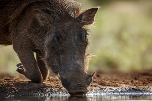 Common warthog portrait drinking at waterhole in Kruger National park, South Africa ; Specie Phacochoerus africanus family of Suidae