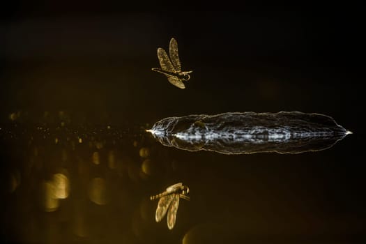 Dragonfly on rock in middle of water with spark at dawn in Kruger National park, South Africa