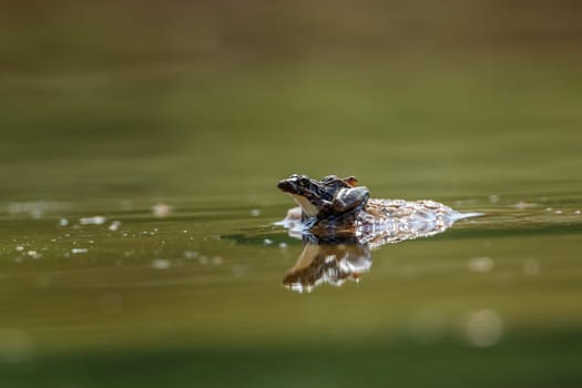 Drakensberg river frog on a rock in middle of water in Kruger National park, South Africa ; Specie Amietia delalandii  family of Pyxicephalidae