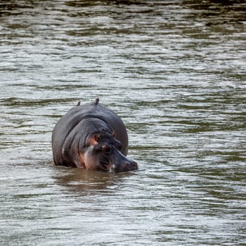 Hippopotamus in water front view with oxpecker in Kruger National park, South Africa ; Specie Hippopotamus amphibius family of Hippopotamidae