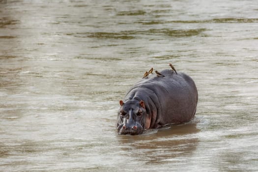 Hippopotamus in water front view with oxpecker in Kruger National park, South Africa ; Specie Hippopotamus amphibius family of Hippopotamidae