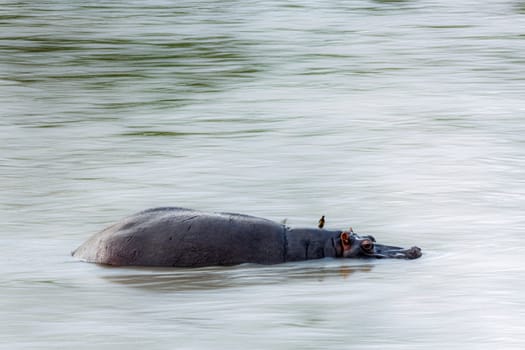 Hippopotamus swiming in flood river with long exposure effect in Kruger National park, South Africa ; Specie Hippopotamus amphibius family of Hippopotamidae