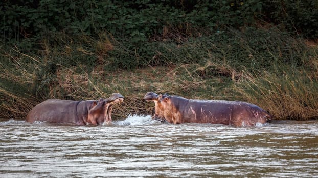 Two Hippopotamus fighting in river in Kruger National park, South Africa ; Specie Hippopotamus amphibius family of Hippopotamidae