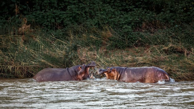 Two Hippopotamus fighting in river in Kruger National park, South Africa ; Specie Hippopotamus amphibius family of Hippopotamidae