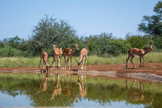 Small group of Common Impala drinking at waterhole in Kruger National park, South Africa ; Specie Aepyceros melampus family of Bovidae