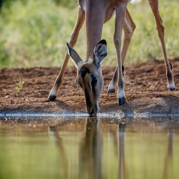 Common Impala female portrait drinking in waterhole in Kruger National park, South Africa ; Specie Aepyceros melampus family of Bovidae