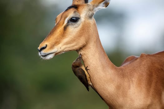 Common impala groomed by Red billed Oxpecker in Kruger National park, South Africa ; Specie Aepyceros melampus family of Bovidae and Specie Buphagus erythrorhynchus family of Buphagidae