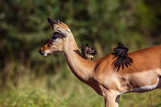 Two Red billed Oxpecker grooming on impala's back in Kruger National park, South Africa ; Specie Buphagus erythrorhynchus family of Buphagidae and Specie Aepyceros melampus family of Bovidae