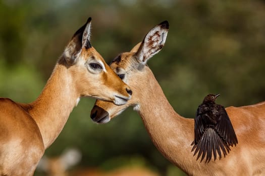 Two young Common impala  bonding and Red billed Oxpecker in Kruger National park, South Africa ; Specie Aepyceros melampus family of Bovidae and Specie Buphagus erythrorhynchus family of Buphagidae