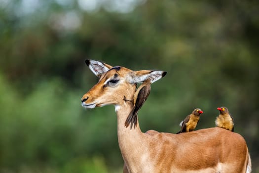 Three Red billed Oxpecker grooming common impala in Kruger National park, South Africa ; Specie Buphagus erythrorhynchus family of Buphagidae