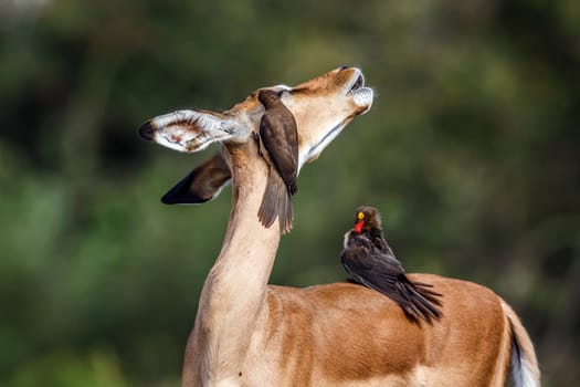 Three Red billed Oxpecker grooming common impala in Kruger National park, South Africa ; Specie Buphagus erythrorhynchus family of Buphagidae