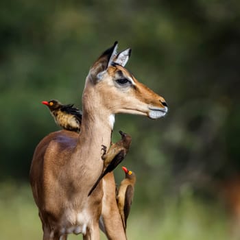 Three Red billed Oxpecker grooming common impala in Kruger National park, South Africa ; Specie Buphagus erythrorhynchus family of Buphagidae