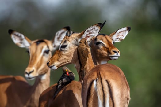 Three Common Impala portrait with Red billed Oxpecker in Kruger National park, South Africa ; Specie Aepyceros melampus family of Bovidae  and Specie Buphagus erythrorhynchus family of Buphagidae
