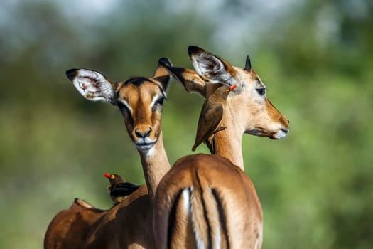 Two Common Impala portrait with Red billed Oxpecker in Kruger National park, South Africa ; Specie Aepyceros melampus family of Bovidae  and Specie Buphagus erythrorhynchus family of Buphagidae