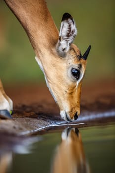 Common Impala young male portrait drinking in Kruger National park, South Africa ; Specie Aepyceros melampus family of Bovidae