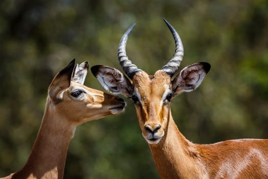 Couple of Common Impala portrait bonding in Kruger National park, South Africa ; Specie Aepyceros melampus family of Bovidae