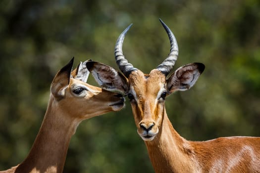 Couple of Common Impala portrait bonding in Kruger National park, South Africa ; Specie Aepyceros melampus family of Bovidae