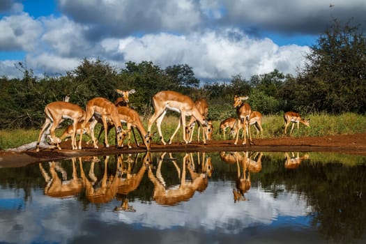 Small group of Common Impala drinking at waterhole front view in Kruger National park, South Africa ; Specie Aepyceros melampus family of Bovidae