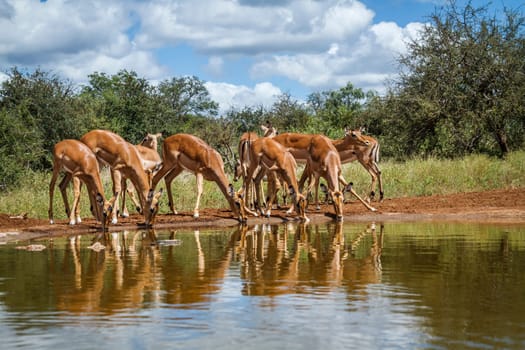 Small group of Common Impala drinking at waterhole front view in Kruger National park, South Africa ; Specie Aepyceros melampus family of Bovidae