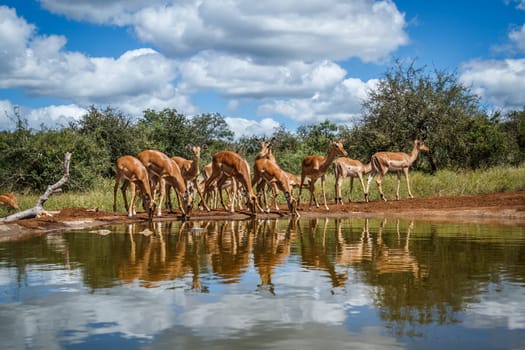 Small group of Common Impala drinking at waterhole front view in Kruger National park, South Africa ; Specie Aepyceros melampus family of Bovidae