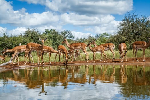 Small group of Common Impala drinking at waterhole front view in Kruger National park, South Africa ; Specie Aepyceros melampus family of Bovidae