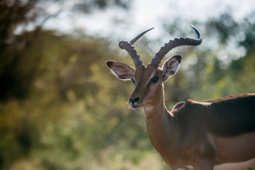 Common Impala horned male portrait in backlit in Kruger National park, South Africa ; Specie Aepyceros melampus family of Bovidae