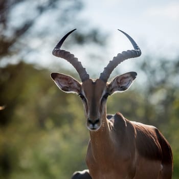 Common Impala horned male portrait in backlit in Kruger National park, South Africa ; Specie Aepyceros melampus family of Bovidae