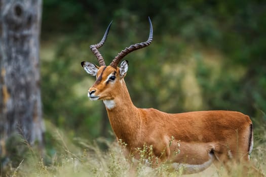 Common Impala horned male portrait in Kruger National park, South Africa ; Specie Aepyceros melampus family of Bovidae