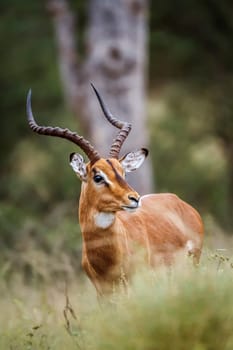 Common Impala horned male portrait in Kruger National park, South Africa ; Specie Aepyceros melampus family of Bovidae
