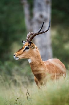 Common Impala horned male portrait in Kruger National park, South Africa ; Specie Aepyceros melampus family of Bovidae