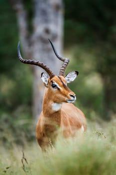 Common Impala horned male portrait in Kruger National park, South Africa ; Specie Aepyceros melampus family of Bovidae