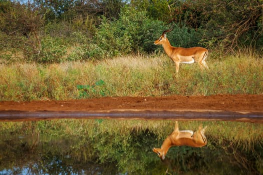 Common Impala male along waterhole with reflection in Kruger National park, South Africa ; Specie Aepyceros melampus family of Bovidae