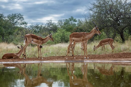 Small group of Common Impala watherhole scenery in Kruger National park, South Africa ; Specie Aepyceros melampus family of Bovidae