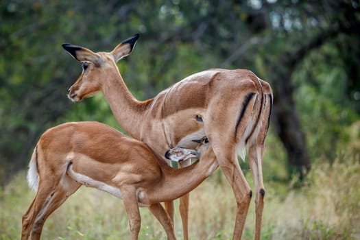Common Impala young male suckling mother in Kruger National park, South Africa ; Specie Aepyceros melampus family of Bovidae