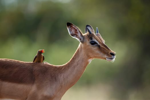 Common Impala young male portrait with oxpecker in Kruger National park, South Africa ; Specie Aepyceros melampus family of Bovidae