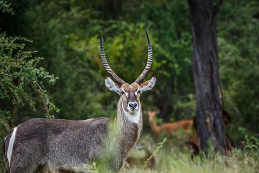 Common Waterbuck male in the bush in Kruger National park, South Africa ; Specie Kobus ellipsiprymnus family of Bovidae