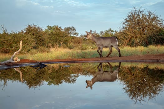 Common Waterbuck along waterhole with reflection in Kruger National park, South Africa ; Specie Kobus ellipsiprymnus family of Bovidae