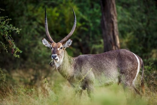 Common Waterbuck horned male in green savannah in Kruger National park, South Africa ; Specie Kobus ellipsiprymnus family of Bovidae