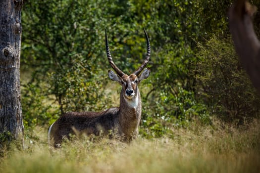 Common Waterbuck in Kruger National park, South Africa ; Specie Kobus ellipsiprymnus family of Bovidae