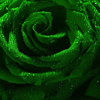 Blooming green rose bud in water drops close-up on a black background, use as background, wallpaper, greeting card