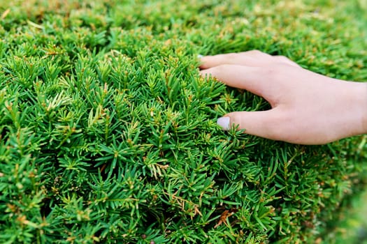 Close-up of evergreen yew, decorative topiary bush with woman's hand.