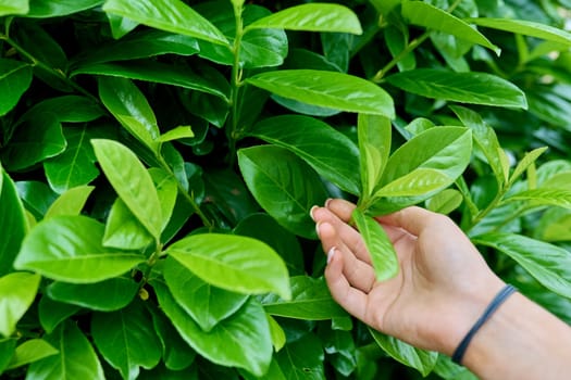 Close-up leaves of a cherry laurel plant.