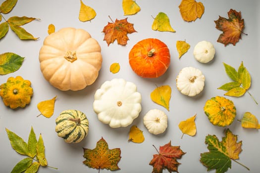 Thanksgiving or fall festive composition with different assorted pumpkins and autumn yellow leaves on light gray background top view..