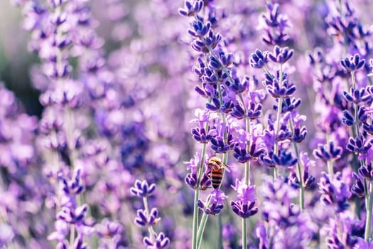 Lavender flower blooming scented fields in endless rows. Selective focus on Bushes of lavender purple aromatic flowers at lavender field. Abstract blur for background.