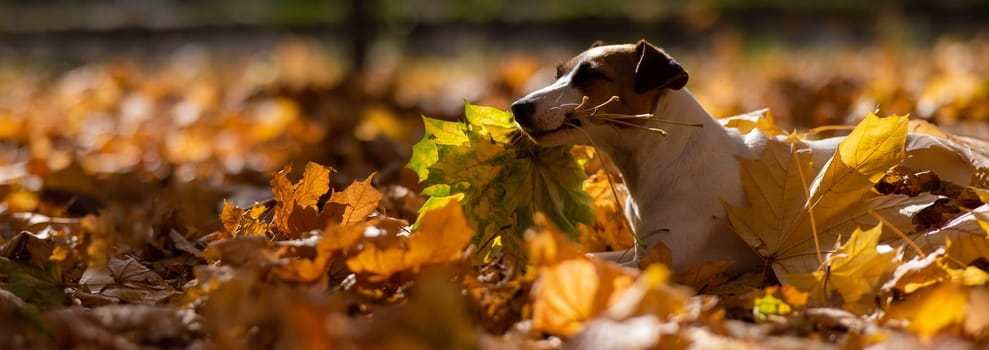 Jack Russell Terrier dog holding a yellow maple leaf on a walk in the autumn park