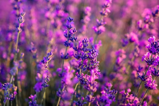 Lavender flower field closeup, fresh purple aromatic flowers for natural background. Violet lavender field in Provence, France.